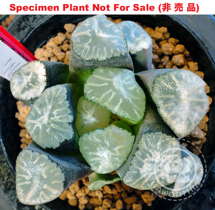 'Nebula'「万-180」(Large Size Plant) 'Nebula'「万-180」(Large Size Plant)