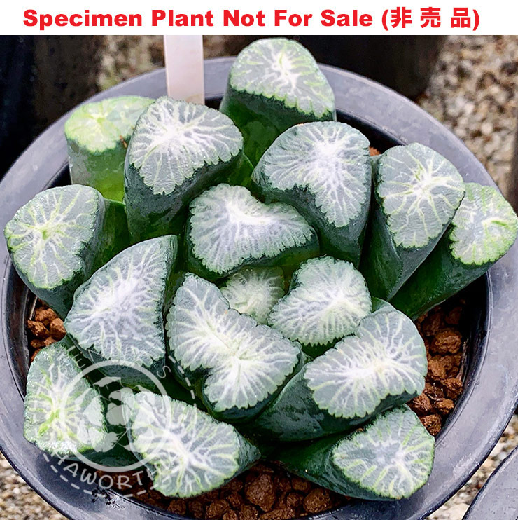 'M-37'「万-37」(Large Size Plant) 'M-37'「万-37」(Large Size Plant)