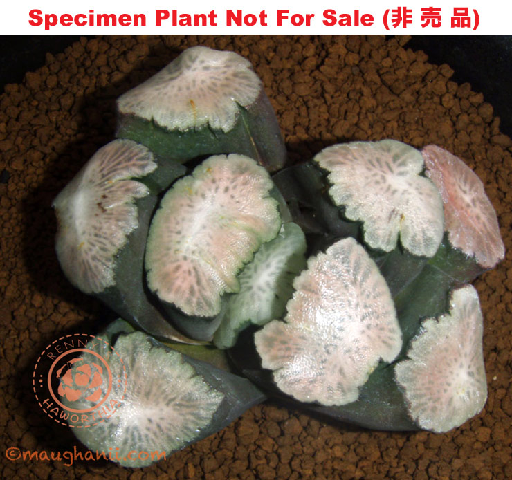 'Asuka'「飛 鳥 万 象」(Small Size Plant)