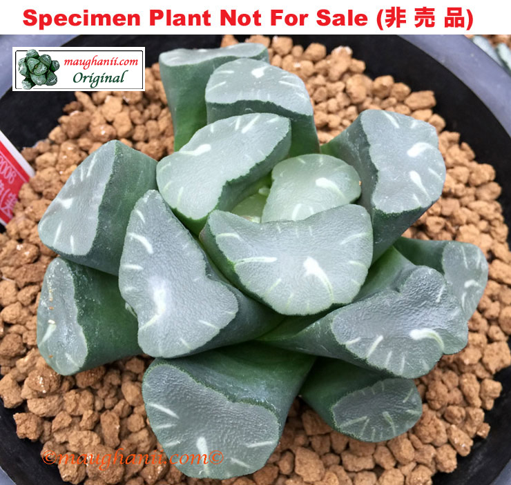 'Great Plain'「大平原」Huge Windows (Large Size Plant)