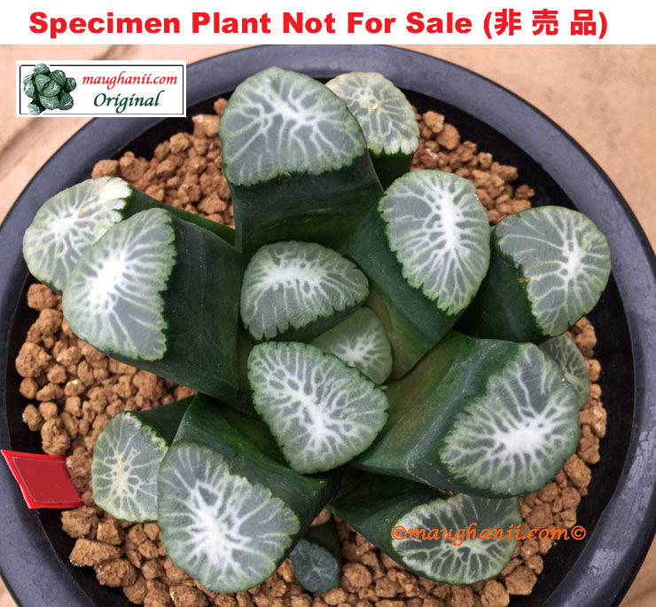 'Kotaishi' Type A「皇太子A」(Crown Prince) (Large Size Plant) 'Kotaishi' Type A「皇太子A」(Crown Prince) (Large Size Plant)