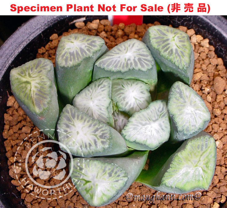 'Mugen'「無 限」万象 (Medium Size Plant) 'Mugen'「無 限」万象 (Medium Size Plant)