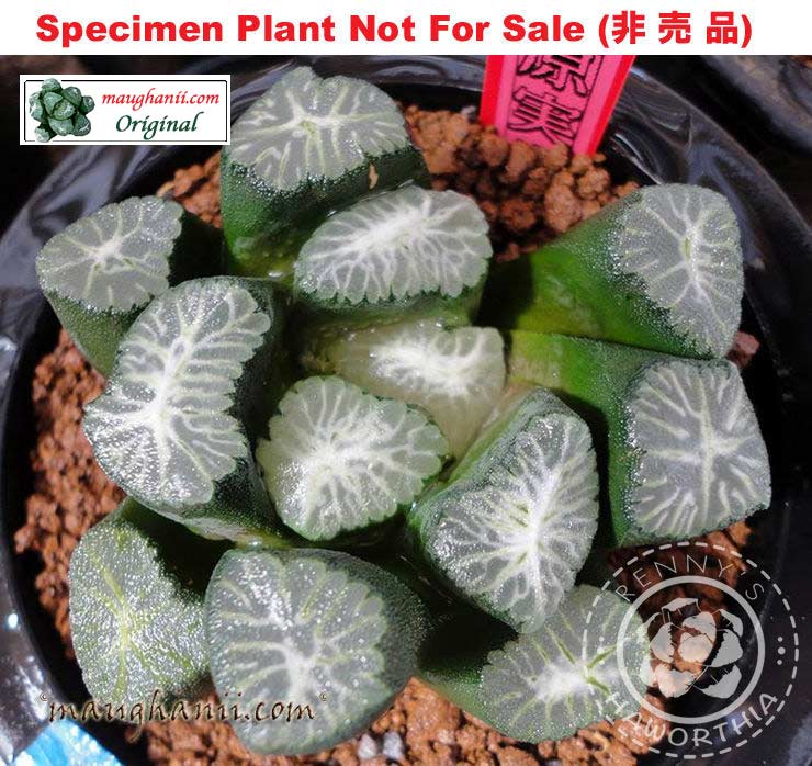 'RS453-2014' 塚原実生万象 (Large Size Plant) 'RS453-2014' 塚原実生万象 (Large Size Plant)