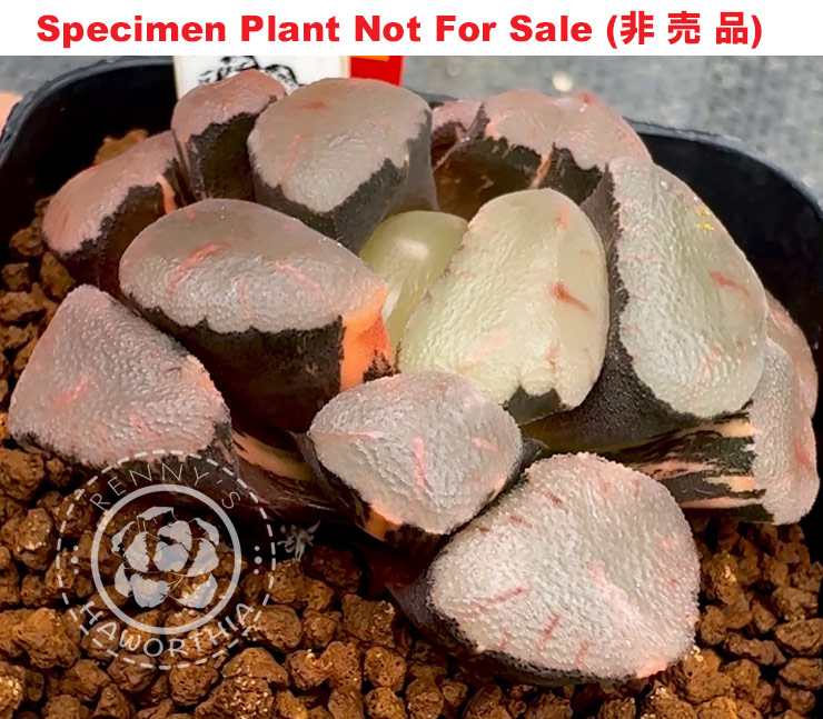 'Ruby Spot' variegate「ルビー・スポット(红宝石斑点)」万象錦 (斑C-2025) 'Ruby Spot' variegate「ルビー・スポット(红宝石斑点)」万象錦 (斑C-2025)