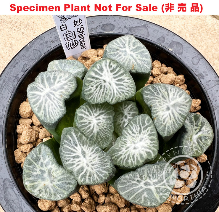 'Shirotae' 「白 妙」万 象 (Specimen Size Plant) 'Shirotae' 「白 妙」万 象 (Specimen Size Plant)