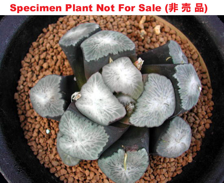 'Tenku'「天 空」万 象 (Medium Size Plant) 'Tenku'「天 空」万 象 (Medium Size Plant)