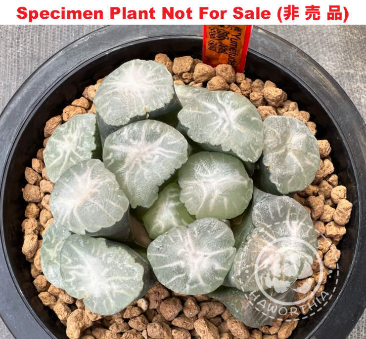 'Yumefude'「夢 筆」(Medium Size Plant) XXL windows