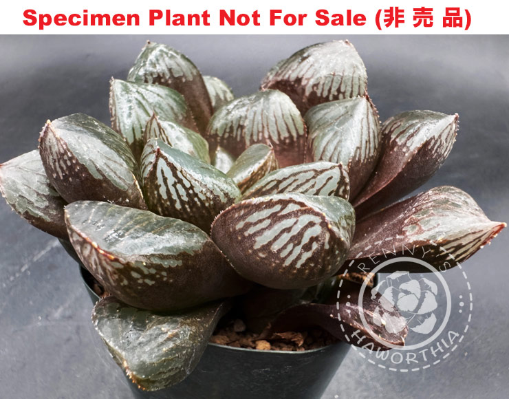 obtusa 'Midnight Queen'「ミッドナイト・クィーン」(Extra Large Size Plant) obtusa 'Midnight Queen'「ミッドナイト・クィーン」(Extra Large Size Plant)
