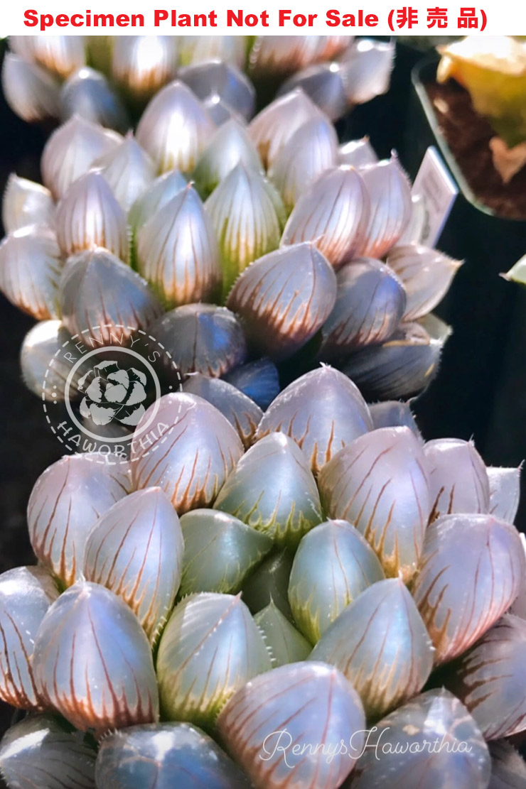 'Purple Lens' x 'Black Obtusa' (Medium Size Plant) 'Purple Lens' x 'Black Obtusa' (Medium Size Plant)