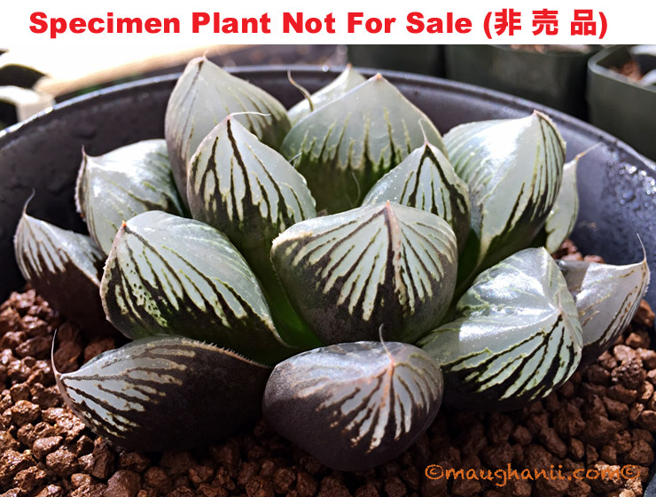 'Renny's Oibo'「大疣」XL grower (Extra Large Size Plant) 'Renny's Oibo'「大疣」XL grower (Extra Large Size Plant)