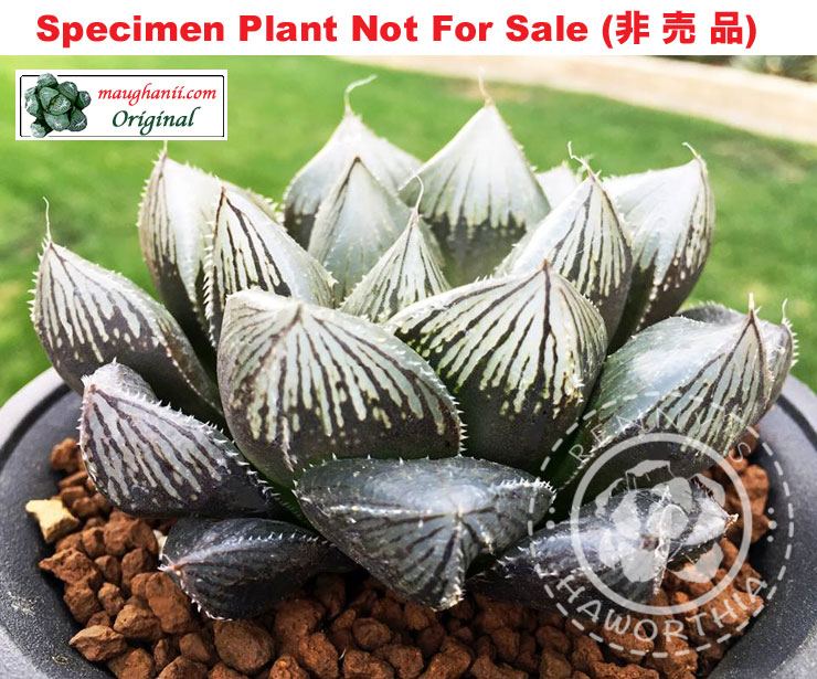 obtusa 'The Crown'「ザクラウン(王冠)」(Small Size Plant) obtusa 'The Crown'「ザクラウン(王冠)」(Small Size Plant)