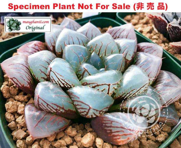 'Skyscrapers'「超高層ビル」(Small Size Plant) 'Skyscrapers'「超高層ビル」(Small Size Plant)