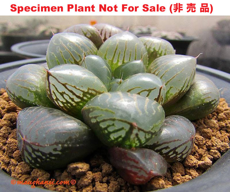 Obtusa Seedling No.101(玉露実生 No.101)(Large Size Plant) Obtusa Seedling No.101(玉露実生 No.101)(Large Size Plant)