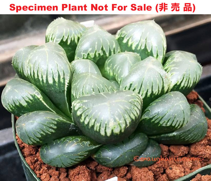 'Tinker Bell'「ティンカーベル (小叮当)」(Small Size Plant) 'Tinker Bell'「ティンカーベル (小叮当)」(Small Size Plant)