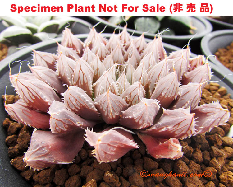 'Spiny Obtusa'「刺オブツーサ」(Medium Size Plant) 'Spiny Obtusa'「刺オブツーサ」(Medium Size Plant)