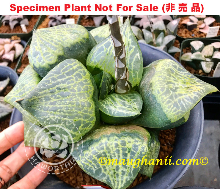 'Ryokuhou'「緑鳳」(Large Size Plant) 'Ryokuhou'「緑鳳」(Large Size Plant)