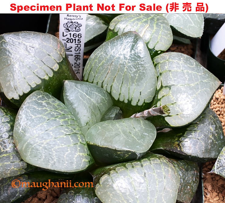 RS166-2015 (Extra Large Size Plant) RS166-2015 (Extra Large Size Plant)