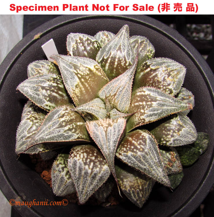 BK Hebi-002 'Wonders - 2B' (Large Size Plant) BK Hebi-002 'Wonders - 2B' (Large Size Plant)