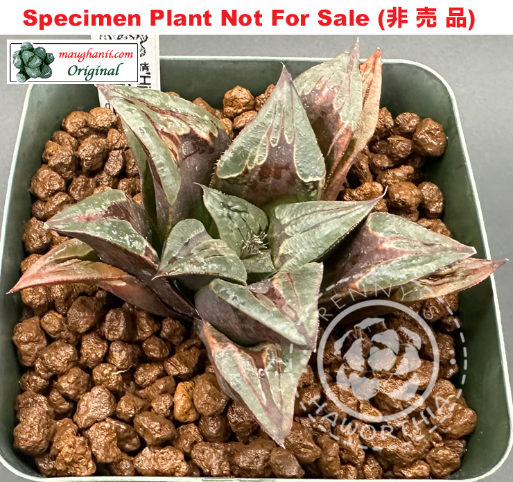 'Hitomebore'「一目惚れ錦 (一見鍾情)」non-variegate (Extra Large Size Plant) 'Hitomebore'「一目惚れ錦 (一見鍾情)」non-variegate (Extra Large Size Plant)