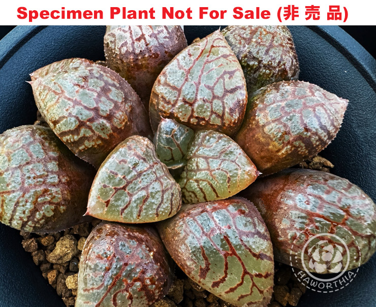 'Koran'「古蘭」(Large Size Plant) 'Koran'「古蘭」(Large Size Plant)