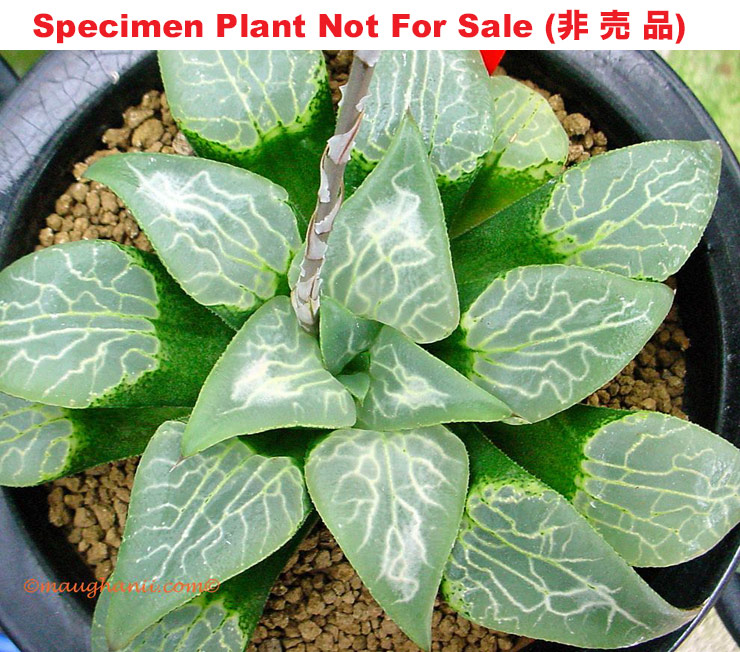 'Mazinger' 「マジンガー」(Large Size Plant) 'Mazinger' 「マジンガー」(Large Size Plant)