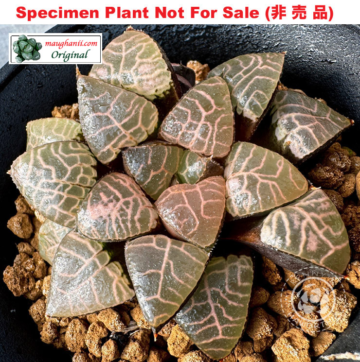 'Minnie Mouse'「ミニーマウス)」(Small Size Plant) 'Minnie Mouse'「ミニーマウス)」(Small Size Plant)