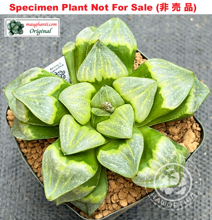 RS-485-2014 (Large Size Plant) RS-485-2014 (Large Size Plant)