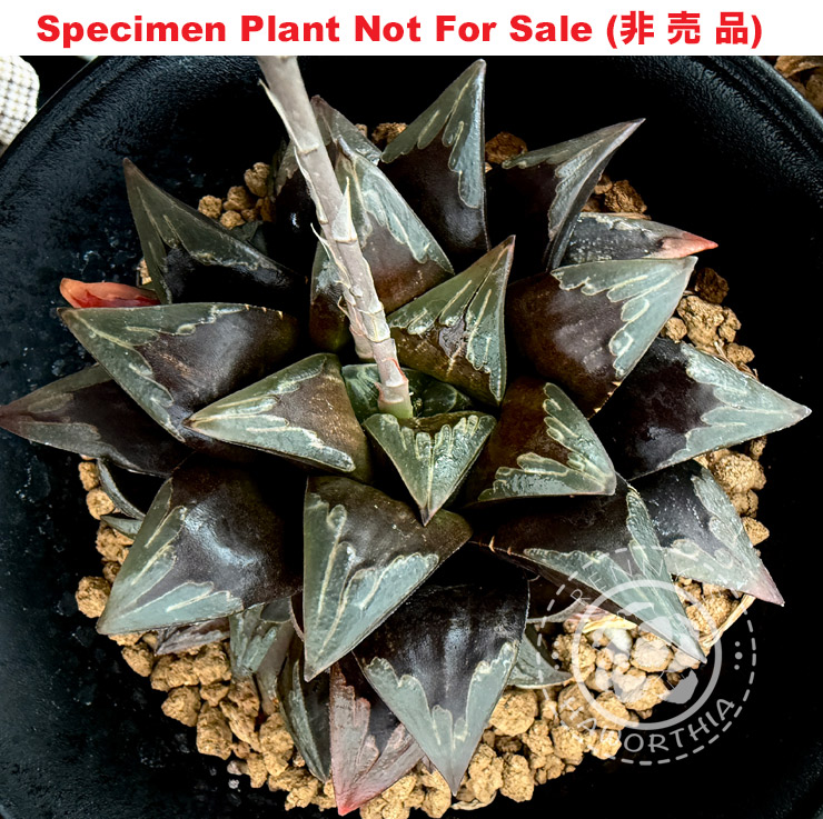 'Black Manicure'「ブラック・マニキュア」(Large Size Plant)