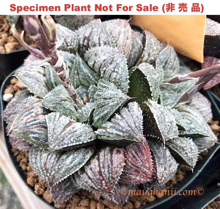 'Blue Crab'「アオガニ (藍 蟹)」(Large Size Plant)
