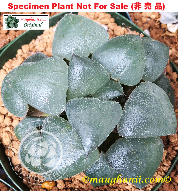 'Blue Crystal'「ブルークリスタル (藍色水晶)」(Large Size Plant) 'Blue Crystal'「ブルークリスタル (藍色水晶)」(Large Size Plant)