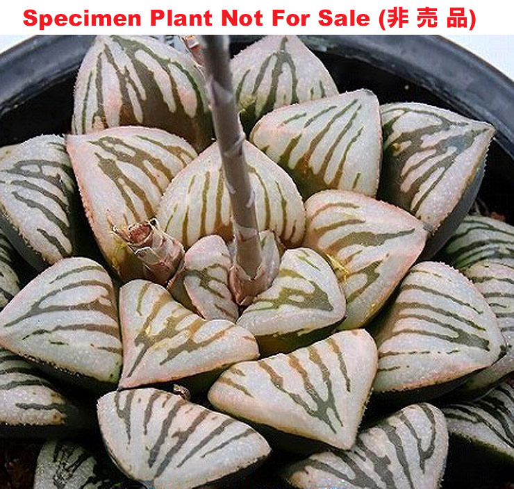 'Crack'「クラック」(Large Size Plant)