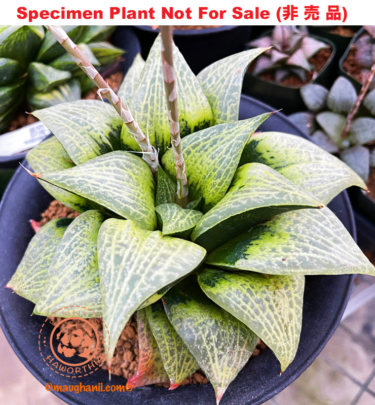 'Golden Temple'「黄金寺院」(Small Size Plant)