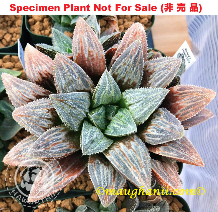 'Hakuseijyo' 「白 青 城」(Large Size Plant) 'Hakuseijyo' 「白 青 城」(Large Size Plant)