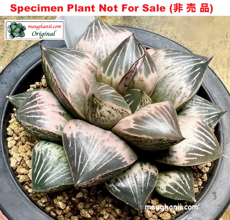 'Hakutou'「白 桃 (White Peach)」(Extra Large Size Plant)