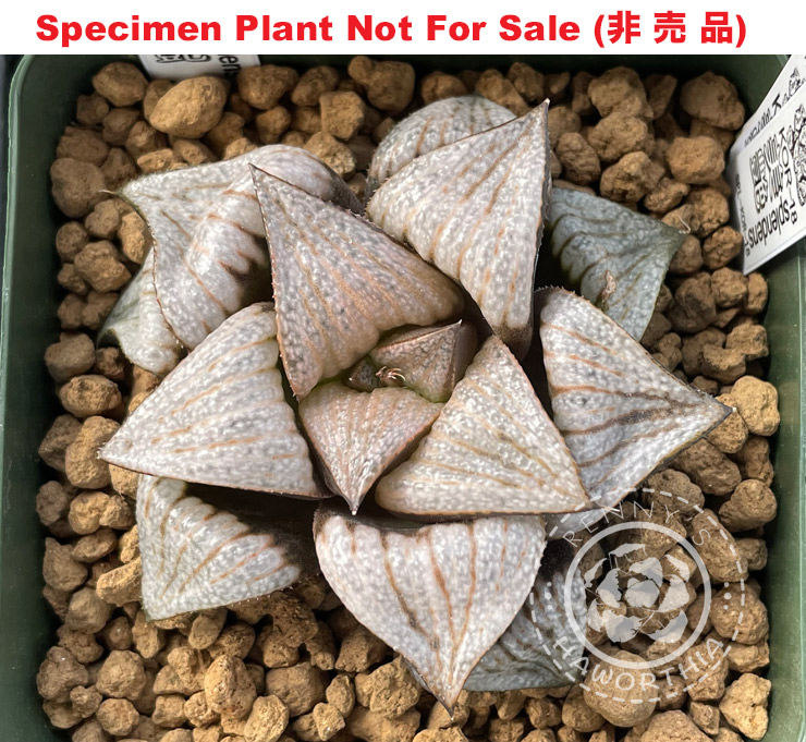 KOR-18 (Small Size Plant) KOR-18 (Small Size Plant)