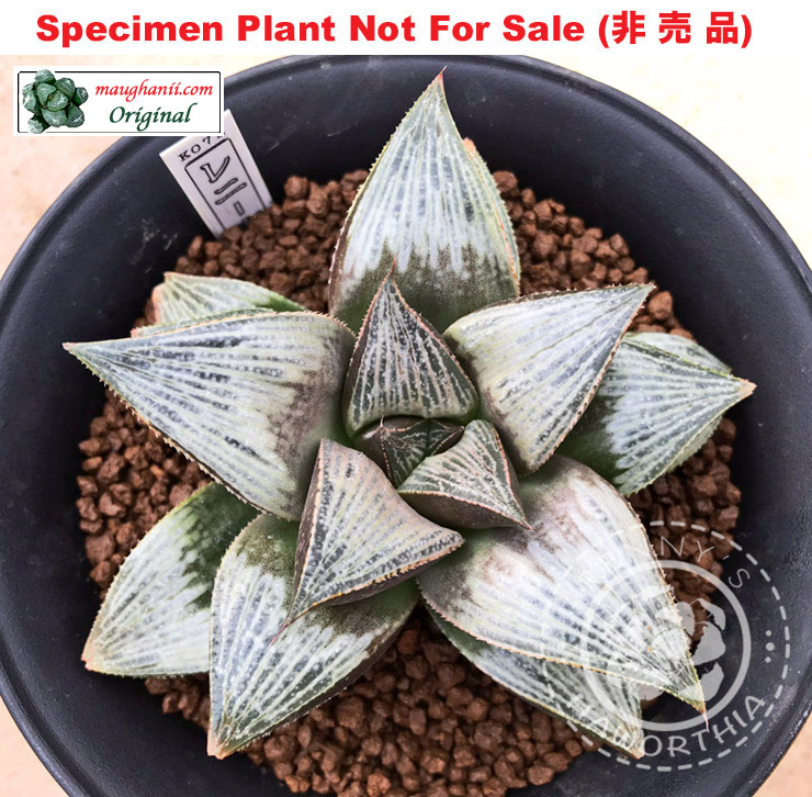 'Iron Mask'「アイアンマスク(鉄仮面)」(Large Size Plant) XL grower 'Iron Mask'「アイアンマスク(鉄仮面)」(Large Size Plant) XL grower