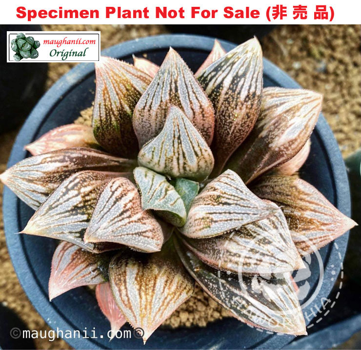 'Polar Bear'「北 極 羆」(Large Size Plant) 'Polar Bear'「北 極 羆」(Large Size Plant)