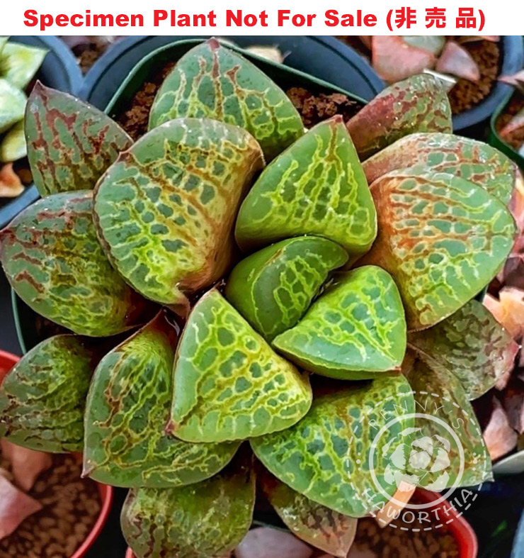 'Kiwi'「キウィー (奇異果)」(Medium Size Plant) 'Kiwi'「キウィー (奇異果)」(Medium Size Plant)