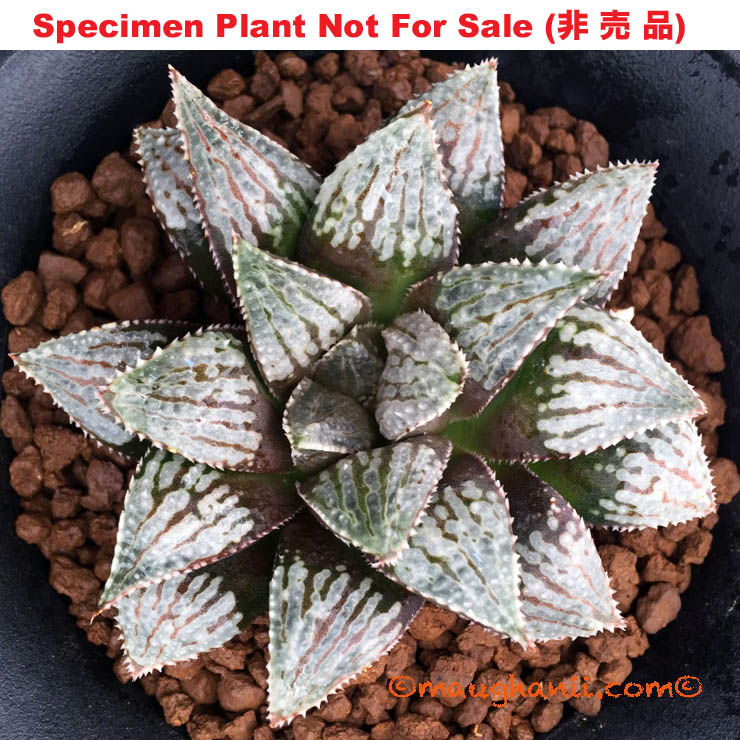 'Komodo'「コモド」(Extra Large Size Plant) 'Komodo'「コモド」(Extra Large Size Plant)