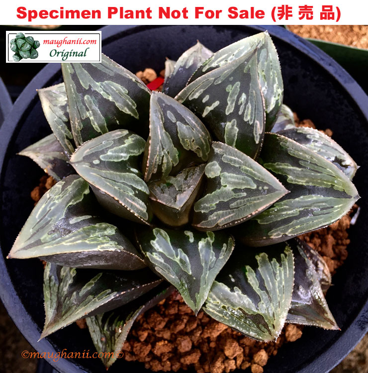 'Kuro Tanba'「黒丹波」(Large Size Plant) 'Kuro Tanba'「黒丹波」(Large Size Plant)