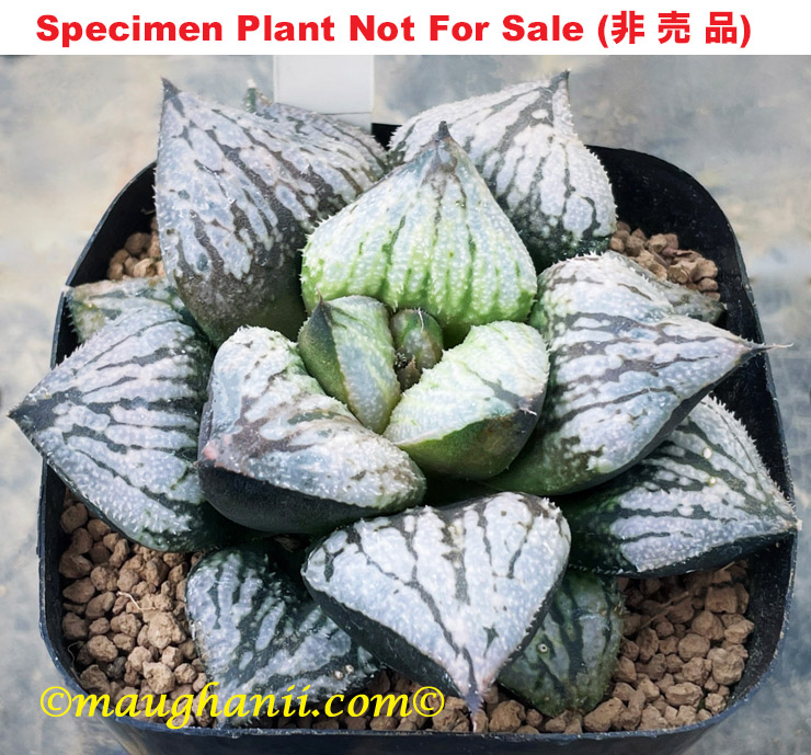 'Kyo No Yume'「京之夢」(Large Size Plant) 'Kyo No Yume'「京之夢」(Large Size Plant)