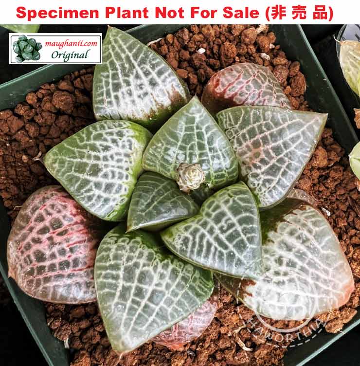 'Labyrinth'「ラビリンス」(迷宮) (Large Size Plant) 'Labyrinth'「ラビリンス」(迷宮) (Large Size Plant)