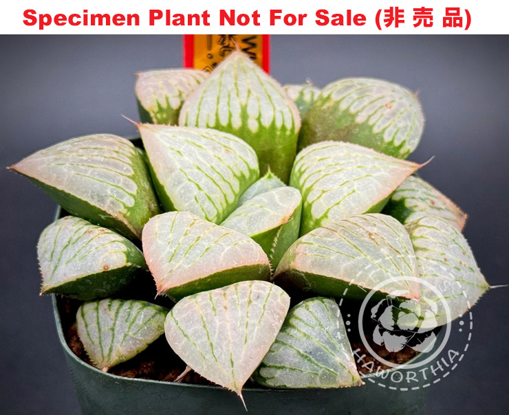 'Lady White Veil'「レディー・ホワイト・ベール」(Medium Size Plant) 'Lady White Veil'「レディー・ホワイト・ベール」(Medium Size Plant)
