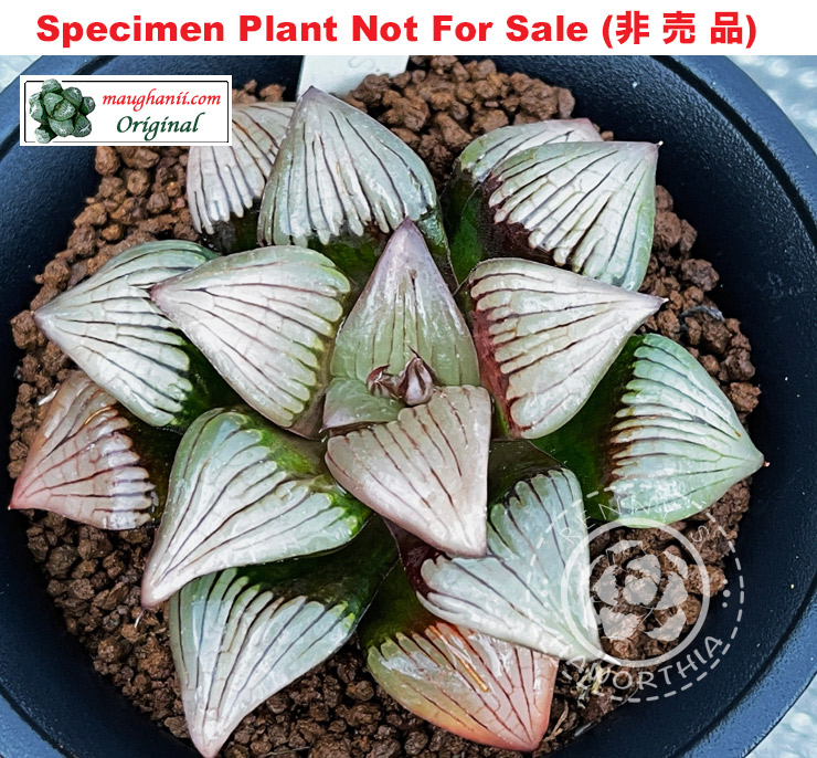 'Lake Louise'「レイク・ルイーズ」(Medium Size Plant) 'Lake Louise'「レイク・ルイーズ」(Medium Size Plant)
