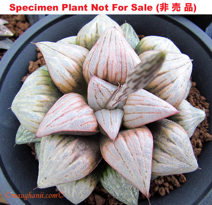 'Lavender'「ラベンダー(薰衣草)」(Extra Large Size Plant) 'Lavender'「ラベンダー(薰衣草)」(Extra Large Size Plant)