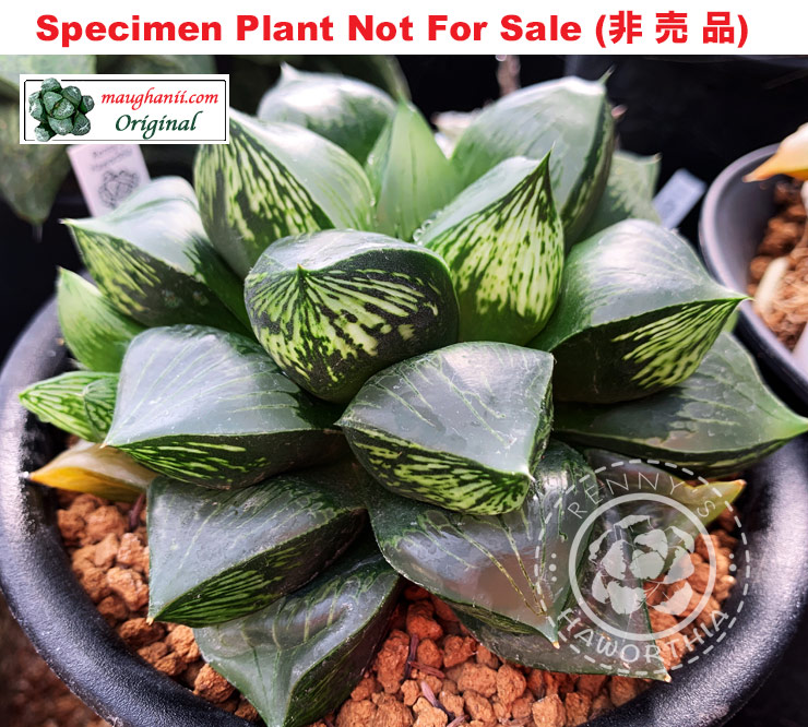 'Light Beam'「光線」(Large Size Plant) 'Light Beam'「光線」(Large Size Plant)