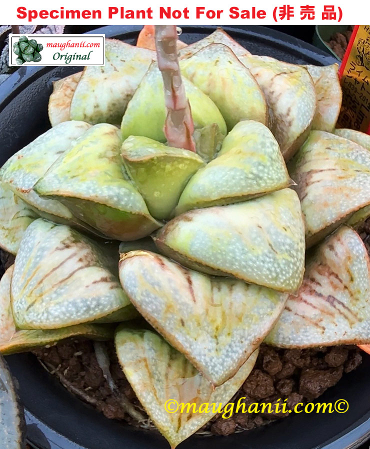 'Lime Chateau'「ライム・シャトー (莱姆城堡)」(Small Size Plant) 'Lime Chateau'「ライム・シャトー (莱姆城堡)」(Small Size Plant)