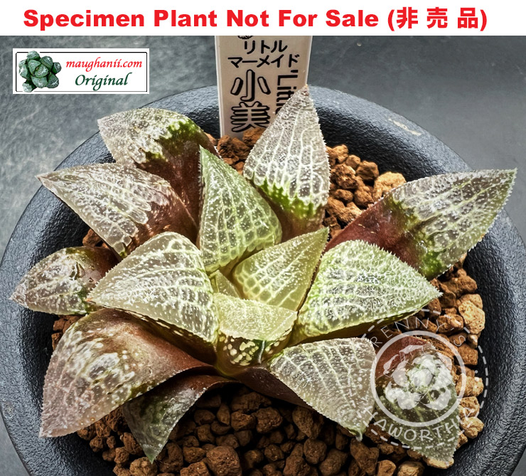 'Little Mermaid'「リトルマーメイド」(Extra Large Size Plant) 'Little Mermaid'「リトルマーメイド」(Extra Large Size Plant)