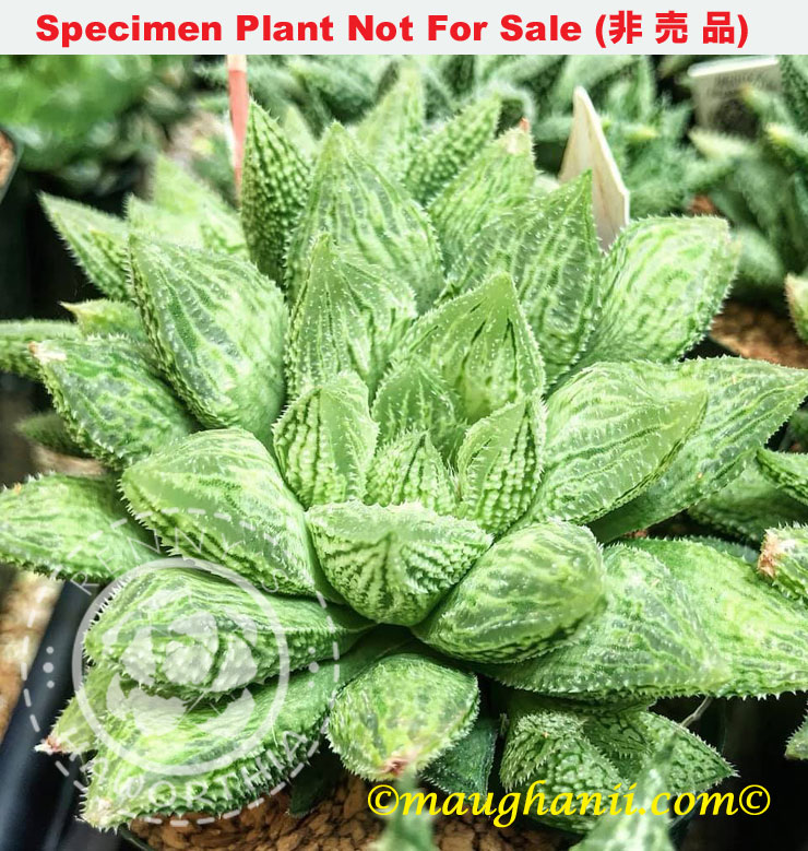 luteolosa hybrid 'C type' ルテオローサ交配種C型 (Medium Size Plant) luteolosa hybrid 'C type' ルテオローサ交配種C型 (Medium Size Plant)