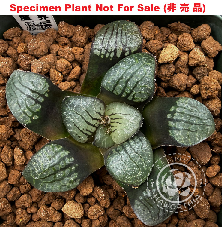 'Makai' hybrid「魔界交配」(Large Size Plant) 'Makai' hybrid「魔界交配」(Large Size Plant)